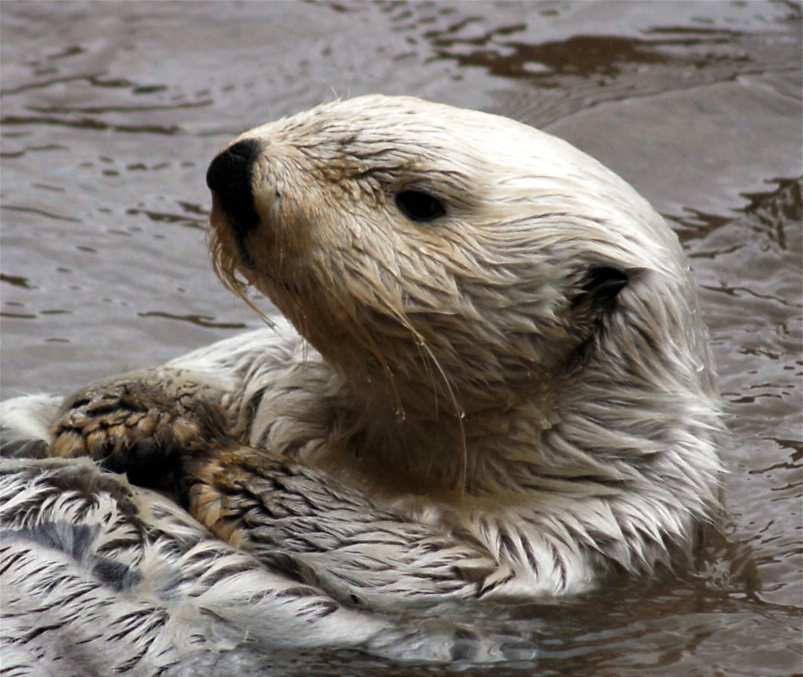 Sea Otter l Delightful Marine Mammal - Our Breathing Planet